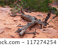 Fallen Tree Dry Trunk on Devils Garden Trail 117274254