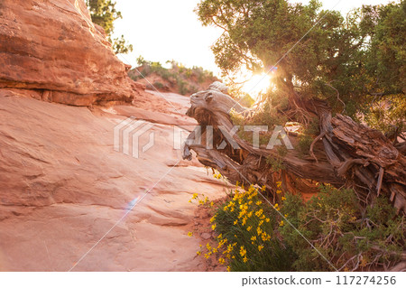 Sunset on Devils Garden Trail in Utah, USA Sunset on Devils Garden Trail in Utah, USA 117274256