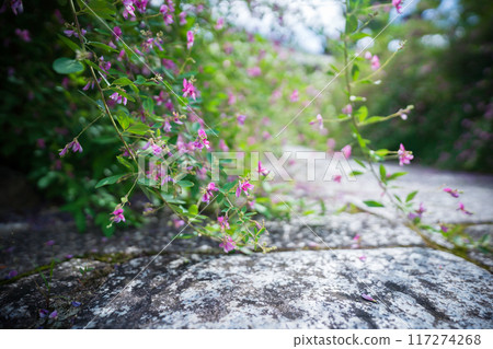 Photographing the pure autumn seven-herb bush clover blooming at Jorinji Temple in Sakyo Ward, Kyoto City Photographing the pure autumn seven-herb bush clover blooming at Jorinji Temple in Sakyo Ward, Kyoto City 117274268