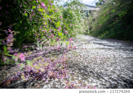拍攝京都市左京區常林寺盛開的秋季三葉草 117274269
