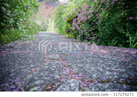 Photographing the pure autumn seven-herb bush clover blooming at Jorinji Temple in Sakyo Ward, Kyoto City 117274271