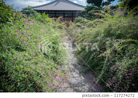 Photographing the pure autumn seven-herb bush clover blooming at Jorinji Temple in Sakyo Ward, Kyoto City 117274272