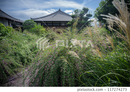 Photographing the pure autumn seven-herb bush clover blooming at Jorinji Temple in Sakyo Ward, Kyoto City 117274273