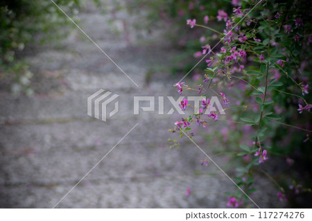 Photographing the pure autumn seven-herb bush clover blooming at Jorinji Temple in Sakyo Ward, Kyoto City 117274276