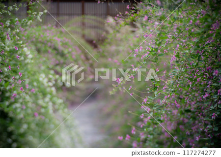 拍攝京都市左京區常林寺盛開的秋季三葉草 117274277