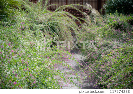 Photographing the pure autumn seven-herb bush clover blooming at Jorinji Temple in Sakyo Ward, Kyoto City 117274288