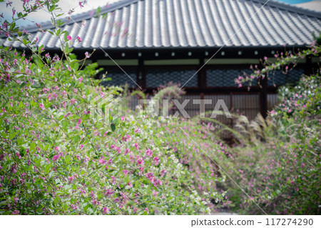 Photographing the pure autumn seven-herb bush clover blooming at Jorinji Temple in Sakyo Ward, Kyoto City Photographing the pure autumn seven-herb bush clover blooming at Jorinji Temple in Sakyo Ward, Kyoto City 117274290
