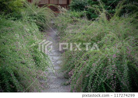 拍攝京都市左京區常林寺盛開的秋季三葉草 117274299