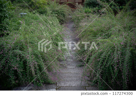拍攝京都市左京區常林寺盛開的秋季三葉草 拍攝京都市左京區常林寺盛開的秋季三葉草 117274300