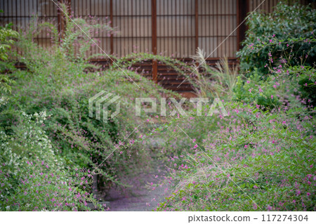 Photographing the pure autumn seven-herb bush clover blooming at Jorinji Temple in Sakyo Ward, Kyoto City 117274304