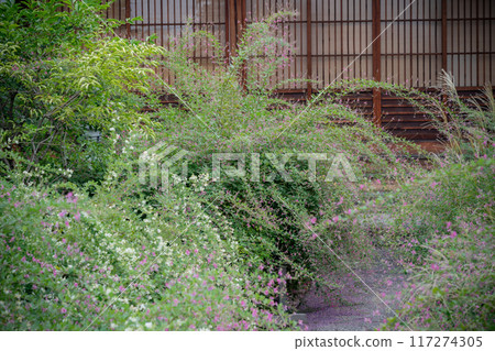 拍攝京都市左京區常林寺盛開的秋季三葉草 117274305