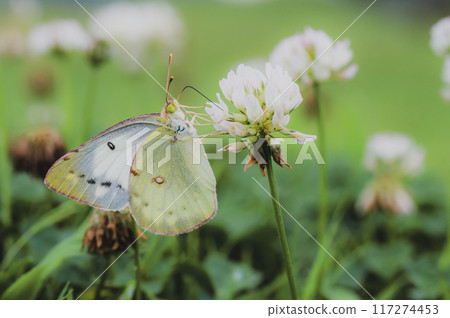 A Colias butterfly sucking nectar from white clover 117274453