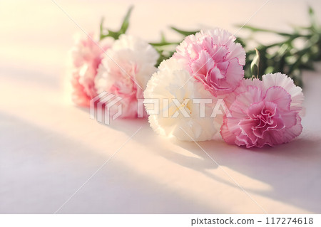 陽光照射在粉紅色的日本白色安野薰花上,母親節的概念寬廣而廣而告之。 陽光照射在粉紅色的日本白色安野薰花上,母親節的概念寬廣而廣而告之。 117274618