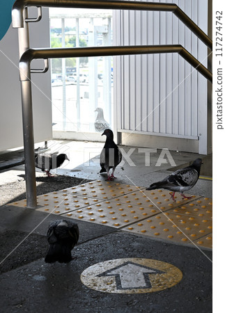 Pigeons gathered on the stairs of the station 117274742