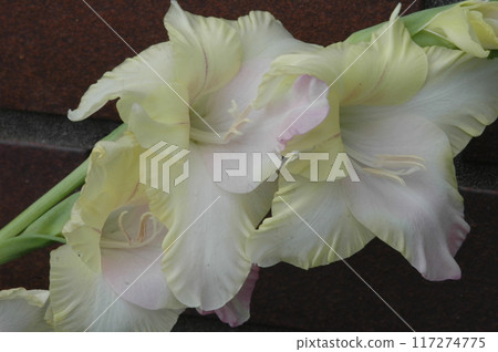 Gladiolus flowers in northern Yokohama after the summer heat 117274775