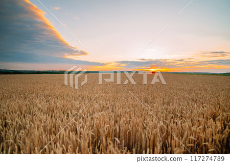 Golden Wheat Field Under Amazing Sunset Sky. Agriculture. Farm, Rural. 117274789