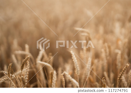 Dry golden organic wheat plants field. Agriculture. Rural farming, farmland. Dry golden organic wheat plants field. Agriculture. Rural farming, farmland. 117274791