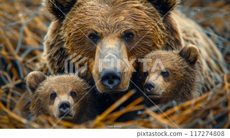 mother brown bear rests with her two cubs in a nest of branches, her eyes conveying a sense of protectiveness and warmth. 117274808