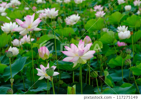 奈良藤原京遺址的蓮花 117275149
