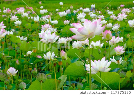 Lotus flowers at the ruins of Fujiwara-kyo in Nara 117275150