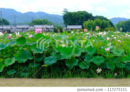 奈良藤原京遺址的蓮花 奈良藤原京遺址的蓮花 117275151