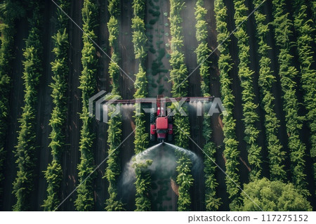 Aerial view of agricultural field with red tractor spraying water on crops creating misty effect. Tractor waters plants in orchard rows surrounded by trees providing natural contrast to machinery. Aerial view of agricultural field with red tractor spraying water on crops creating misty effect. Tractor waters plants in orchard rows surrounded by trees providing natural contrast to machinery. 117275152