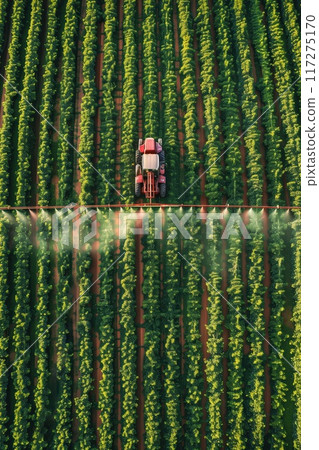 Aerial view of agricultural field with tractor spraying water on green plants. Tractor sprays pesticides, herbicides on apple orchard rows. Blue sky provides serene backdrop to farming. 117275170