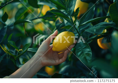 Hand plucks ripe yellow lemon from green tree. Close-up shot of human hand holding fruit in garden setting. Fresh citrus fruit grows on branch amidst foliage, emphasizing texture. 117275175