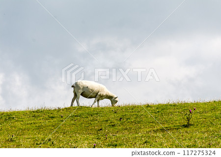 南威爾斯郊區,羊群在明亮的陽光下在田野裡吃東西 南威爾斯郊區,羊群在明亮的陽光下在田野裡吃東西 117275324