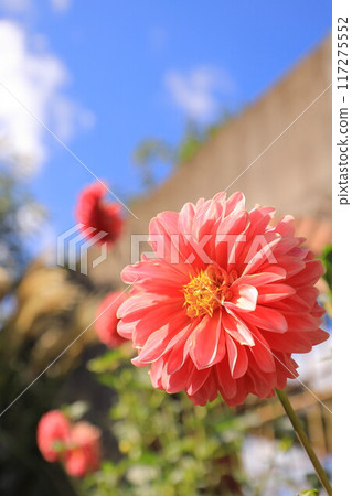 Red dahlia Red dahlia 117275552