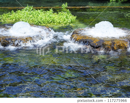 靜岡縣,有富士泉水噴口的公園,五月 靜岡縣,有富士泉水噴口的公園,五月 117275966