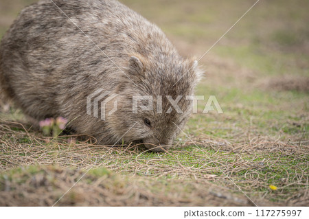 Maria Island wombat eating Maria Island wombat eating 117275997