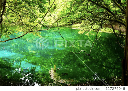 Mysterious emerald green pond 117276046
