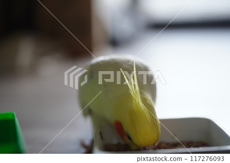 玄鳳 玄鳳 117276093