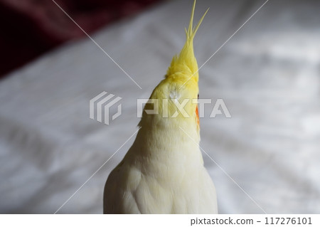 玄鳳 玄鳳 117276101