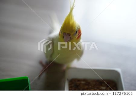 玄鳳 玄鳳 117276105