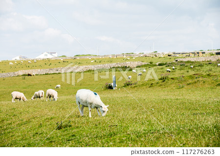 Sheep grazing in a field in bright sunlight, rural South Wales 117276263