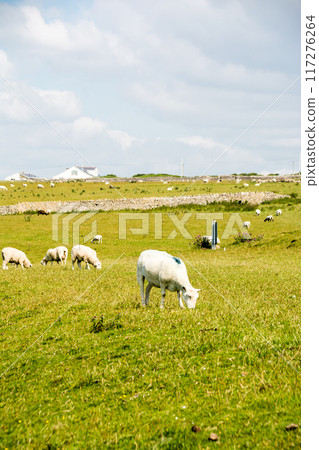 南威爾斯郊區，羊群在明亮的陽光下在田野裡吃草 117276264