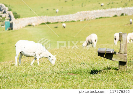 Sheep grazing in a field in bright sunlight, rural South Wales 117276265