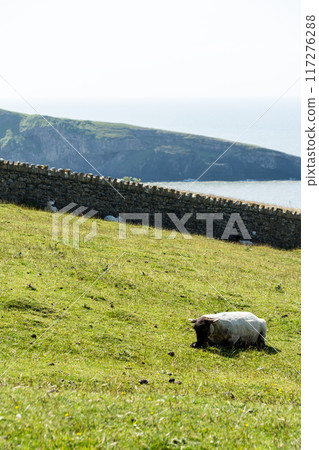 A flock of sheep grazing on a hillside field by the sea, rural South Wales A flock of sheep grazing on a hillside field by the sea, rural South Wales 117276288