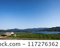 Vineyard 117276362