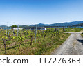 Vineyard 117276363