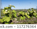 Vineyard 117276364