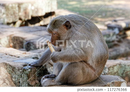 Monkeys around Baphuon Temple, Cambodia Monkeys around Baphuon Temple, Cambodia 117276366
