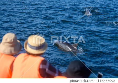 海豚觀賞長崎口之津熊本天草 海豚觀賞長崎口之津熊本天草 117277098