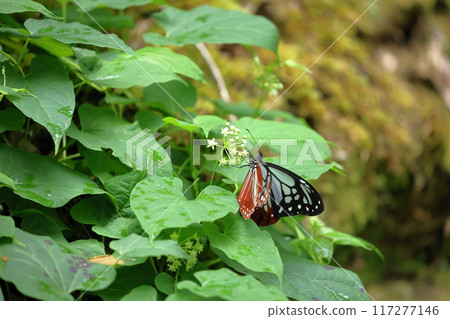 富士山水塚公園附近的蝴蝶渡海、淺木斑 117277146