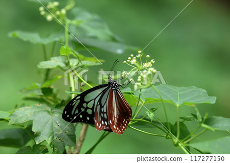 Butterfly migrating across the sea: Monarch butterfly, near Mizugazuka Park on Mount Fuji Butterfly migrating across the sea: Monarch butterfly, near Mizugazuka Park on Mount Fuji 117277150