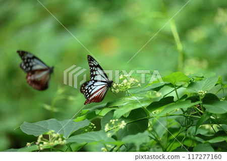 Butterfly migrating across the sea: Monarch butterfly, near Mizugazuka Park on Mount Fuji Butterfly migrating across the sea: Monarch butterfly, near Mizugazuka Park on Mount Fuji 117277160