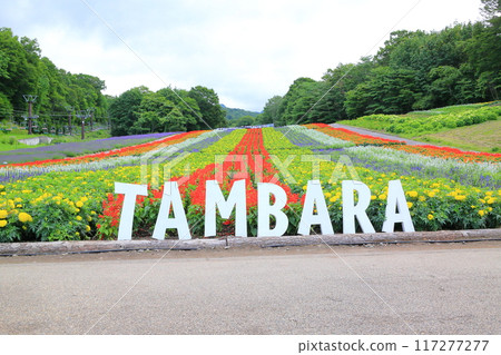 Spectacular views at Tanbara Lavender Park (Numata City, Gunma Prefecture) Spectacular views at Tanbara Lavender Park (Numata City, Gunma Prefecture) 117277277