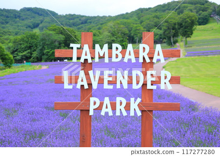 Spectacular views at Tanbara Lavender Park (Numata City, Gunma Prefecture) Spectacular views at Tanbara Lavender Park (Numata City, Gunma Prefecture) 117277280
